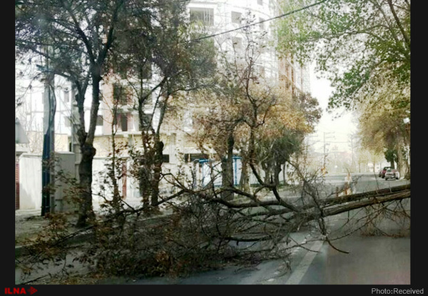 شکستن درخت در اهواز به دلیل وقوع طوفان  این حادثه خسارت جانی نداشت