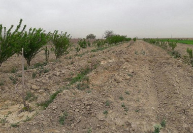 پنج هزار هکتار عملیات بیابان زدایی در قزوین انجام شد