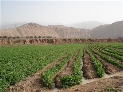 کشت 120 هکتار کرفس در طارم و پیش بینی برداشت 11هزار تن محصول