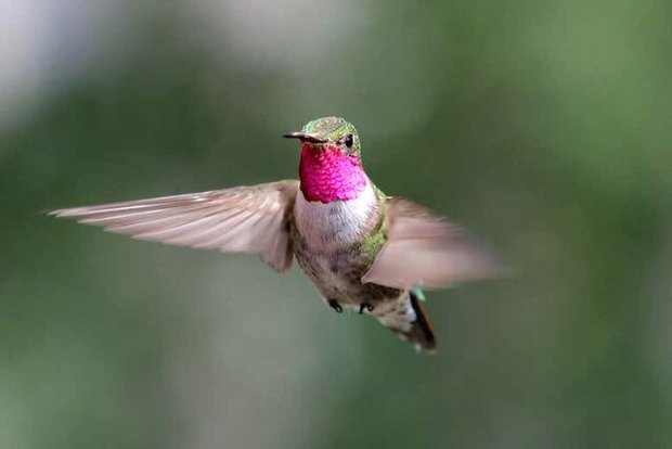 نجات پرنده از یخ زدگی در دمای منفی ۳۰