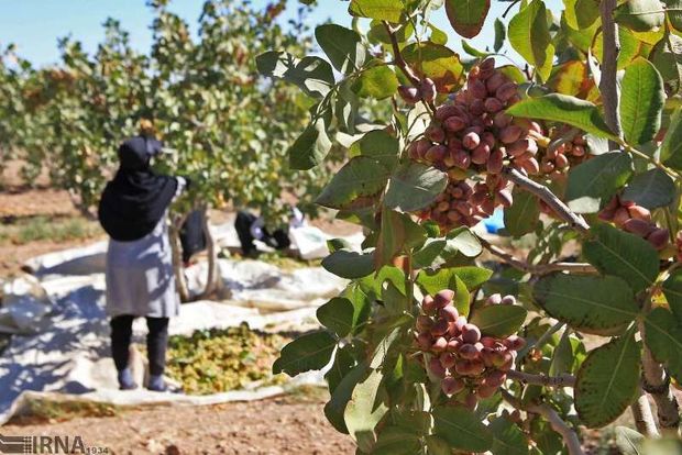 پسته سیستان و بلوچستان به بازار آمد