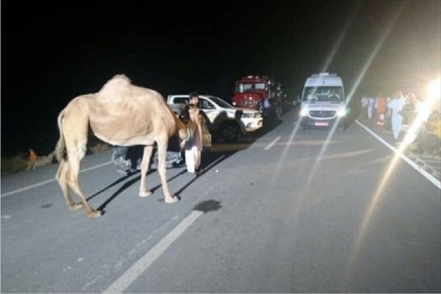 یک نفر در برخورد خودرو با شتر جان باخت