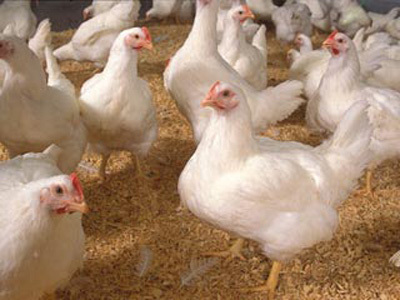 موردی از آنفلوانزای فوق حاد پرندگان در شهرستان خوسف گزارش نشده است