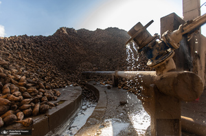 شوق شیرین تولید شکر / کارگران تولید قند و شکر