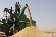 38 هزار تن گندم از کشاورزان فسا خریداری شد