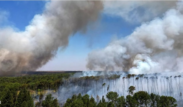 رکورد بی‌سابقه نابودی جنگل‌ها در جهان