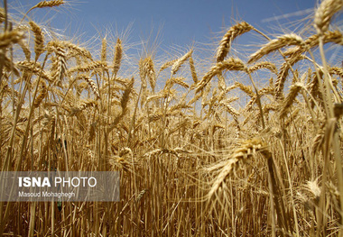 گندم‌کاران؛ کسانی که راستی درو می‌کنند