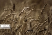 پیش‌بینی برداشت بیش‌ از ۷۵۰ هزار تن گندم در همدان