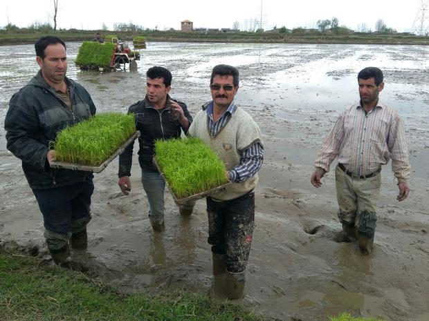 نشاء مکانیزه شالی در مازندران 20 درصد افزایش می یابد