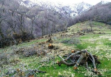 جنگل های کردستان بی صدا می میرند - عبدالله رحمانی*