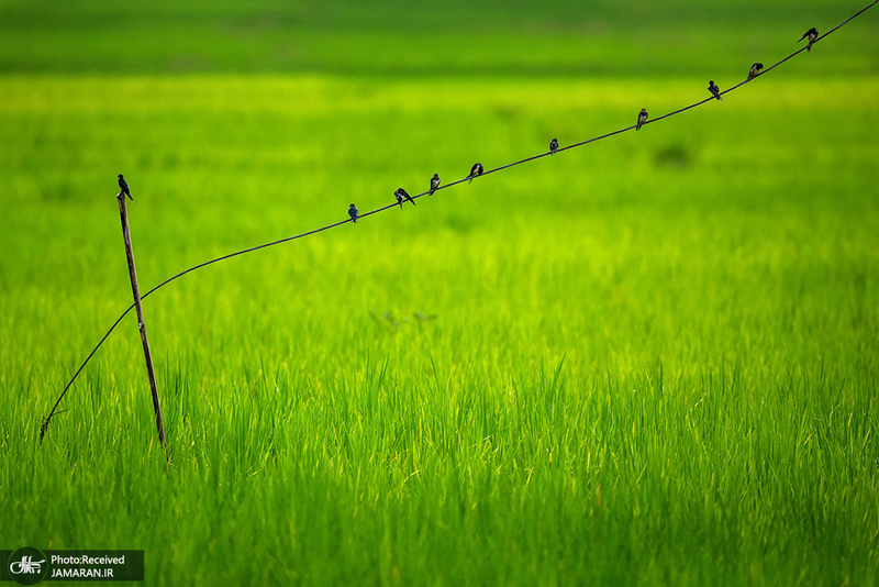 منتخب تصاویر امروز جهان- 24 مرداد 1400