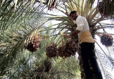 برداشت خرما از نخلستان های خرمشهر آغاز شد