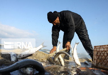 شیلات کردستان چشم انتظار تشکیل ۲ تعاونی است