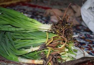 گیاهان خوراکی و دارویی در معرض انقراض جای خالی دستگاه های ناظر