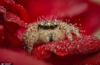 برندگان یازدهمین مسابقه عکاسی انجمن جغرافیای روسیه (7)