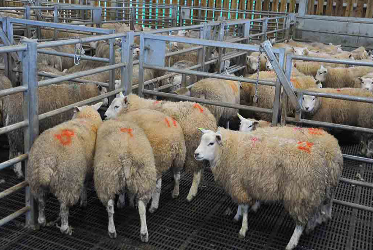 فروش و ذبح گوسفند در مراکز عرضه دام شهرداری در عید قربان ممنوع
