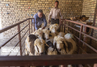 بیش از ۵۶۰۰ راس دام از شاهین‌دژ به بازار عرضه شد