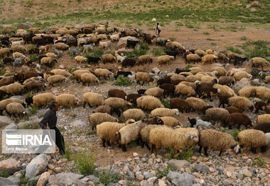 شلاق کرونا بر گرده لاغر اقتصاد عشایر خراسان شمالی