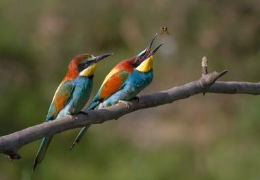 کشتن پرندگان زنبورخوار از سوی کندوداران بدترین راه حل ممکن است