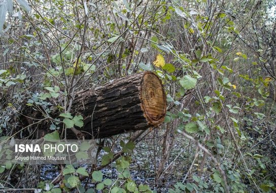 قطع درختان پارک ملی دز و عباس آباد (15)