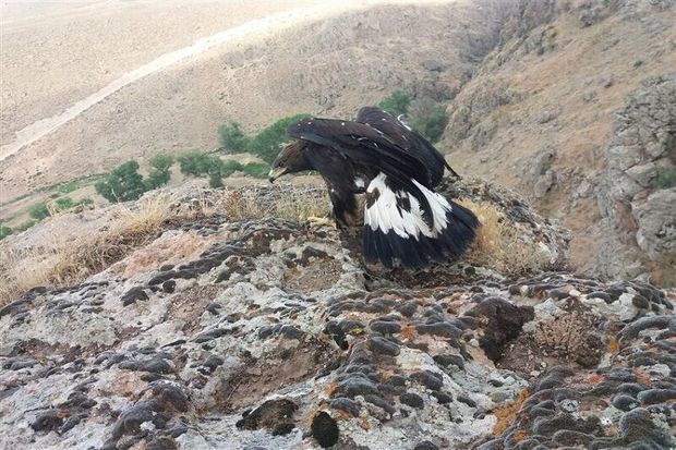 یک بهله عقاب در خاتم نجات یافت