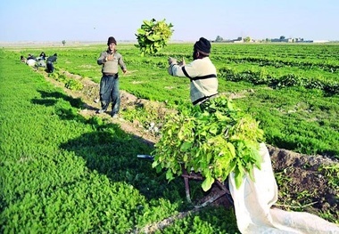 حفاظت و صیانت از اراضی کشاورزی تضمینی برای اشتغال است