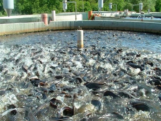 95 تن ماهی در رفسنجان تولید می شود