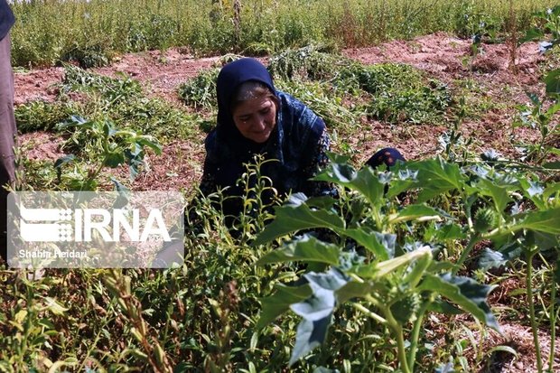 ۶۵۰ تن دانه روغنی کنجد از مزارع دلگان برداشت شد