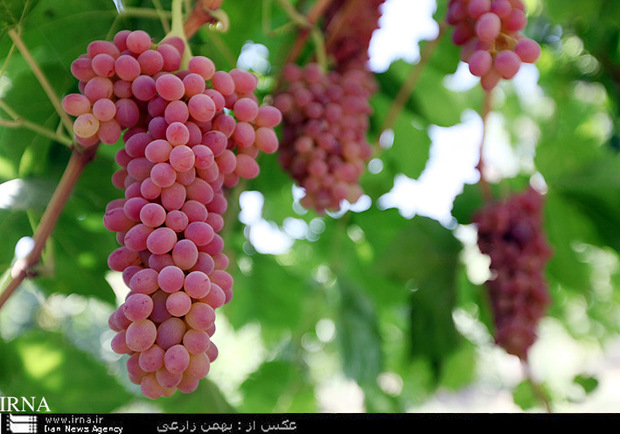 تولید 300 هزار تن محصولات باغی در استان کرمانشاه