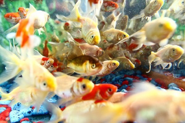 پرورش یک میلیون قطعه ماهی زینتی واردات ماهی قرمز از چین نداریم