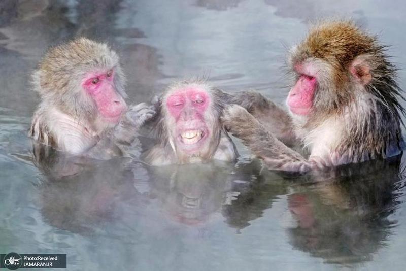 منتخب تصاویر امروز جهان- 25 دی 1400