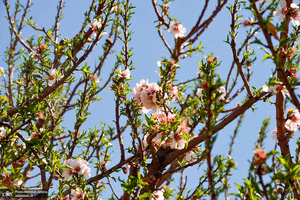 حال و هوای بهاری در حرم مطهر امام خمینی (س)