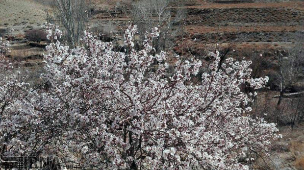 جریانات شمالی و جنوبی خواب زمستانی درختان استان را برهم زد