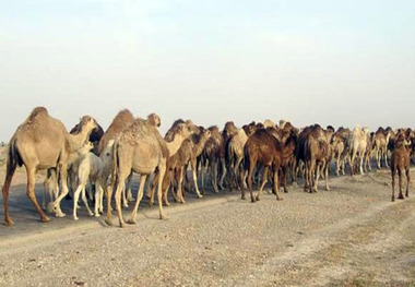 کاروان 400 نفری شتر به بیرون از تالاب هامون رانده شدند