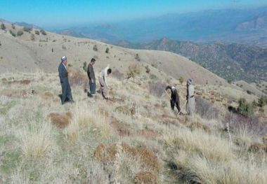 ۲۰ هکتار جنگل در روستای وله ژیر مریوان غنی‌سازی شد