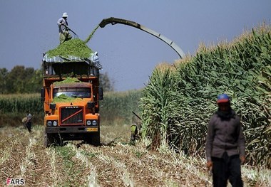 برداشت ذرت علوفه ای از مزارع شهرستان ورامین آغاز شد