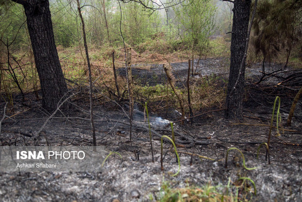 کار مثبتی در زمینه حفاظت از جنگل ها صورت نمی گیرد