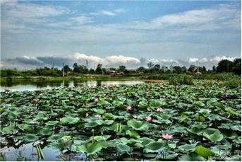 رهاسازی بچه ماهی در استخر حاجی‌آباد توسط شهرداری لاهیجان