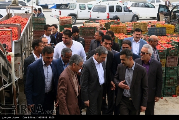 بزرگ ترین بندر صیادی و قطب تولید گوجه فرنگی خارج از فصل کشور میزبان استاندار بوشهر