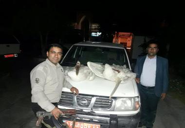 2 قطعه پلیکان قاچاق در زهک کشف شد