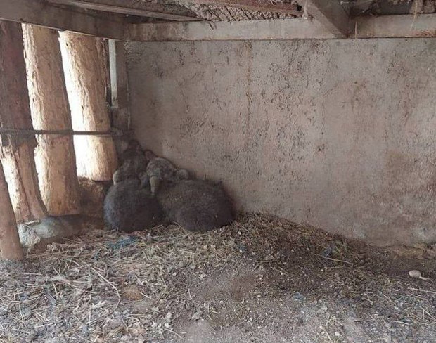 توله خرس گم‌شده در تهران، خطری ندارد؛ جستجو برای یافتن او ادامه دارد/ با این شماره ها تماس بگیرید