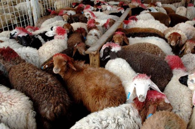 کشف 84 راس گوسفند قاچاق در آق قلا
