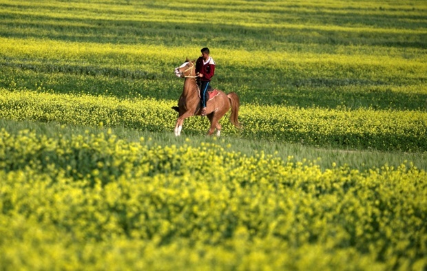 عکس/ اسب سواری