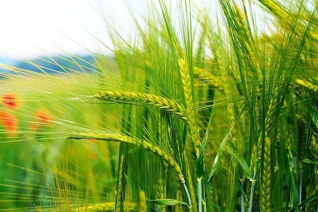 هدفگذاری تولید ۵۰۰ هزار تن گندم در استان زنجان