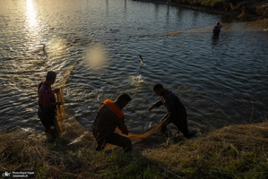 پرورش ماهی در آزادشهر استان گلستان