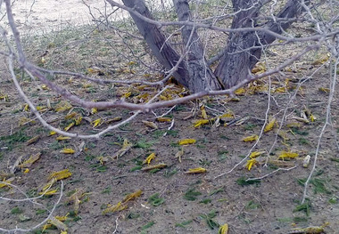 سیستان وبلوچستان رتبه نخست مبارزه با ملخ صحرایی کشور را دارد