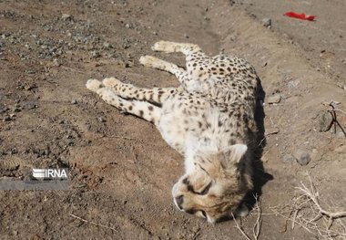 یک یوزپلنگ بر اثر تصادف در سمنان تلف شد + تصاویر