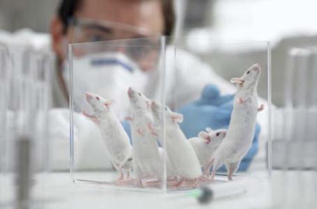 مرکز تکثیر و پرورش حیوانات آزمایشگاهی در دانشگاه تبریز ایجاد می‌شود