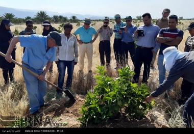 برگزاری ۱۷۷ دوره آموزشی ترویجی برای کشاورزان قزوینی