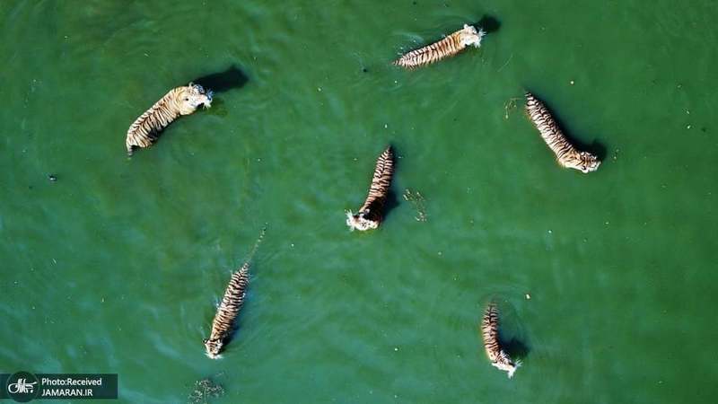 منتخب تصاویر امروز جهان- 7 مرداد 1400